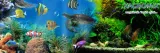 tropical-cichlid-gran-250ml-138g-data-waznosci-przynajmniej-1-rok-od-momentu-zakupu