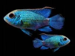 akara-electric-blue-3-cm