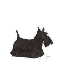 royal-canin-mini-dermacomfort-1kg
