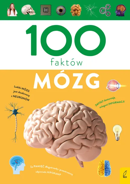 100-faktow-mozg