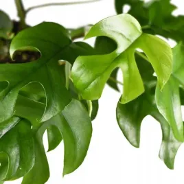 monstera-minima-philodendron-rhaphidophora