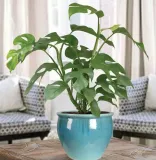 monstera-minima-philodendron-rhaphidophora-rodzaj-rosliny-rosliny-zielone