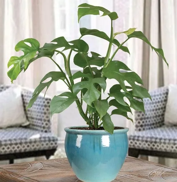 monstera-minima-philodendron-rhaphidophora-rodzaj-rosliny-rosliny-zielone