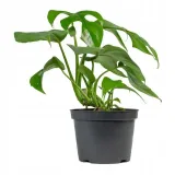 monstera-minima-philodendron-rhaphidophora-roslina-w-postaci-sadzonka-w-pojemniku-05-1l