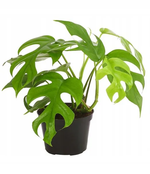 monstera-minima-philodendron-rhaphidophora-kod-producenta-monstera-minima-d-11