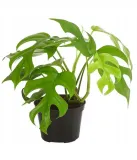 monstera-minima-philodendron-rhaphidophora-kod-producenta-monstera-minima-d-11