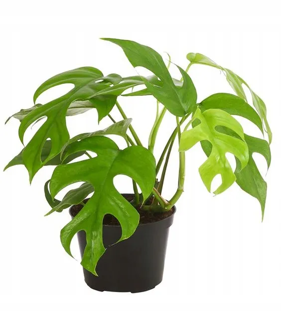 monstera-minima-philodendron-rhaphidophora