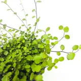 muehlenbeckia-complexa-mulenbekia-rodzaj-rosliny-rosliny-zielone