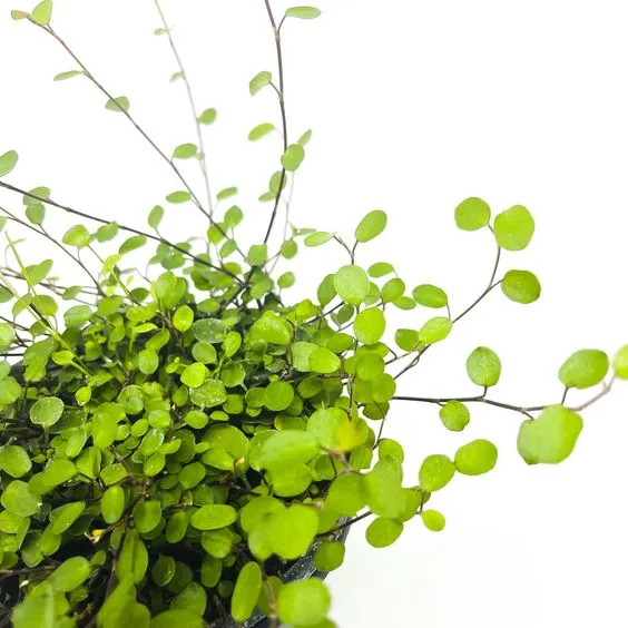 muehlenbeckia-complexa-mulenbekia-rodzaj-rosliny-rosliny-zielone