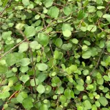 muehlenbeckia-complexa-mulenbekia