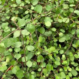 muehlenbeckia-complexa-mulenbekia