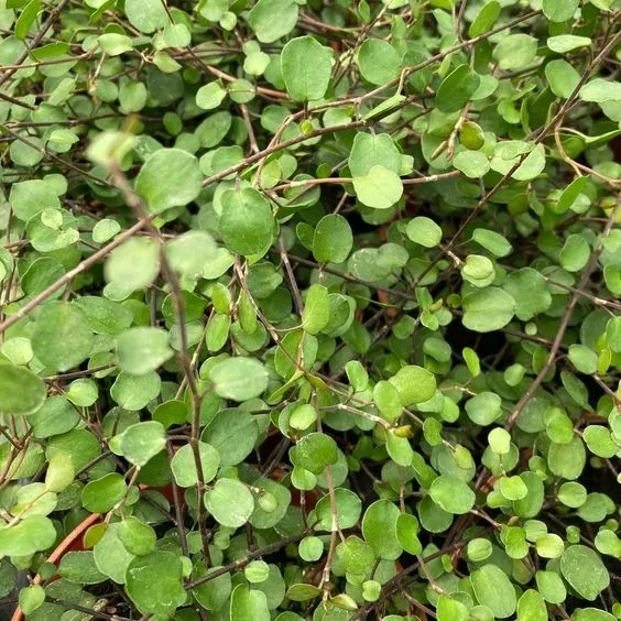 muehlenbeckia-complexa-mulenbekia