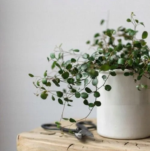 muehlenbeckia-complexa-mulenbekia-roslina-w-postaci-sadzonka-w-pojemniku-do-05l