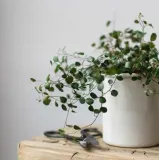 muehlenbeckia-complexa-mulenbekia-roslina-w-postaci-sadzonka-w-pojemniku-do-05l