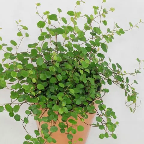 muehlenbeckia-complexa-mulenbekia-kod-producenta-muehlenbeckia-complexa-mulenbekia