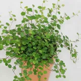 muehlenbeckia-complexa-mulenbekia-kod-producenta-muehlenbeckia-complexa-mulenbekia