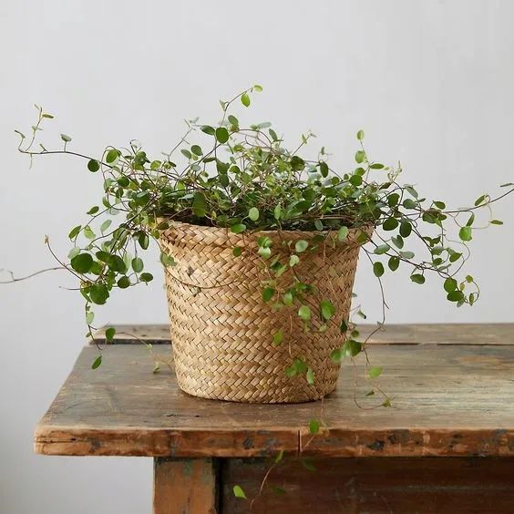 muehlenbeckia-complexa-mulenbekia-odmiana-muehlenbeckia-complexa