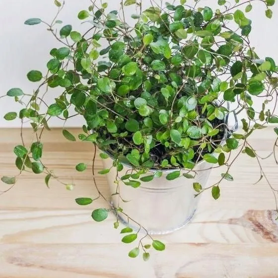 muehlenbeckia-complexa-mulenbekia-cechy-charakterystyczne-lubiace-slonce-proste-w-pielegnacji-rzadko-spotykane