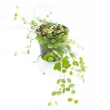muehlenbeckia-complexa-mulenbekia-producent-inna