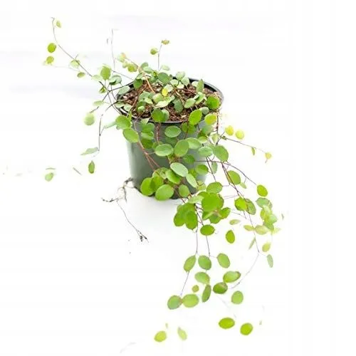 muehlenbeckia-complexa-mulenbekia