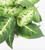dieffenbachia-maculata-compacta-ozdobne-liscie