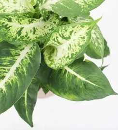 dieffenbachia-maculata-compacta-ozdobne-liscie
