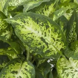 dieffenbachia-maculata-compacta-ozdobne-liscie-rodzaj-rosliny-rosliny-zielone