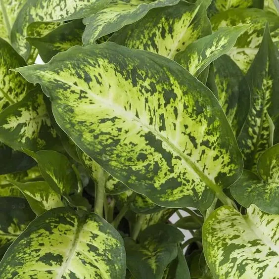 dieffenbachia-maculata-compacta-ozdobne-liscie