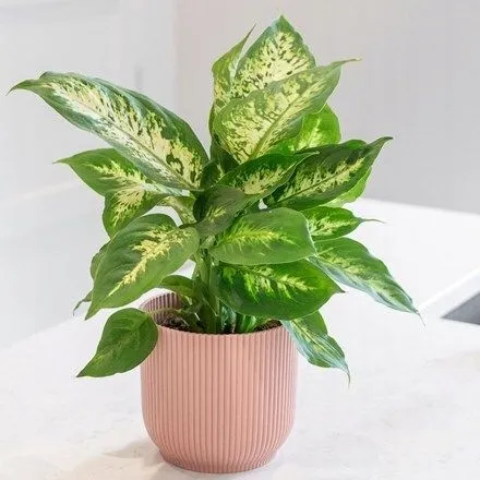 dieffenbachia-maculata-compacta-ozdobne-liscie-roslina-w-postaci-sadzonka-w-pojemniku-05-1l