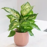dieffenbachia-maculata-compacta-ozdobne-liscie-roslina-w-postaci-sadzonka-w-pojemniku-05-1l