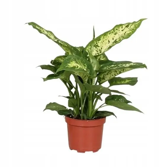 dieffenbachia-maculata-compacta-ozdobne-liscie-kod-producenta-dieffenbachia-maculata-compacta