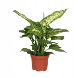 dieffenbachia-maculata-compacta-ozdobne-liscie-kod-producenta-dieffenbachia-maculata-compacta