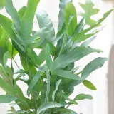 phlebodium-aureum-blue-star-piekna-paproc-rodzaj-rosliny-rosliny-zielone