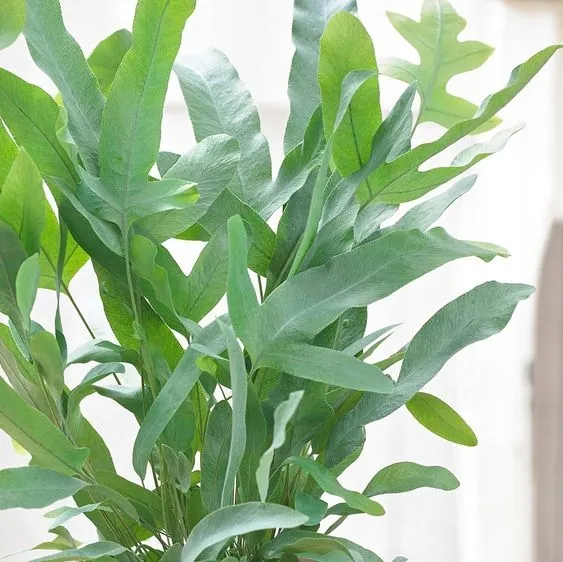 phlebodium-aureum-blue-star-piekna-paproc