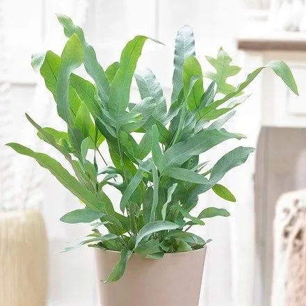 phlebodium-aureum-blue-star-piekna-paproc-roslina-w-postaci-sadzonka-w-pojemniku-05-1l
