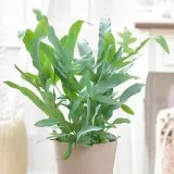 phlebodium-aureum-blue-star-piekna-paproc-roslina-w-postaci-sadzonka-w-pojemniku-05-1l