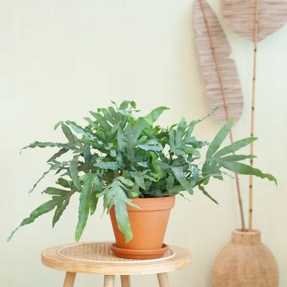 phlebodium-aureum-blue-star-piekna-paproc