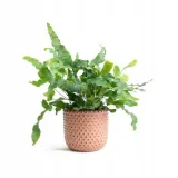 phlebodium-aureum-blue-star-piekna-paproc-nazwa-lacinska-inna