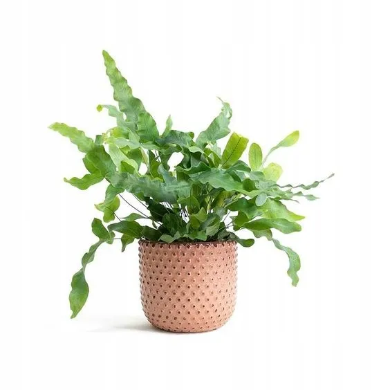 phlebodium-aureum-blue-star-piekna-paproc-rodzaj-rosliny-rosliny-zielone