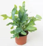 phlebodium-aureum-blue-star-piekna-paproc-nazwa-rosliny-paproc