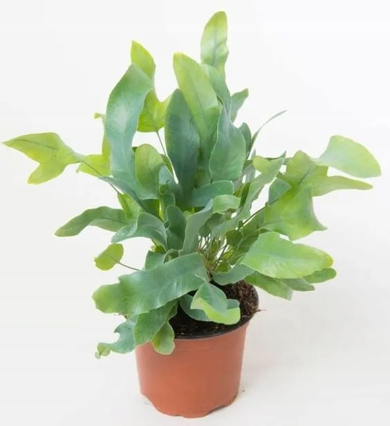 phlebodium-aureum-blue-star-piekna-paproc