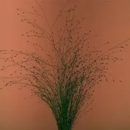 tak-mi-sie-nie-chce-mikromusic-cd