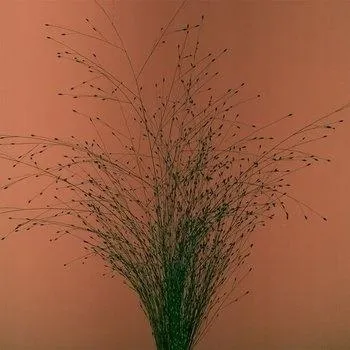 tak-mi-sie-nie-chce-mikromusic-cd