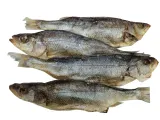 ryba-suszona-okon-1kg