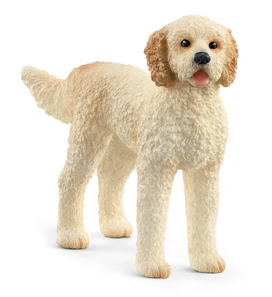 slh-13939-goldendoodle-62557