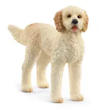 slh-13939-goldendoodle-62557