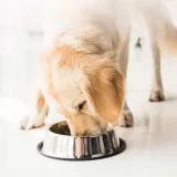 animonda-integra-protect-intestinal-smak-indyk-karmy-specjalne-dla-psow-z-nadwrazliwoscia-pokarmowa