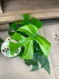 monstera-minima-rhaphidophora-tetrasperma-rodzaj-rosliny-rosliny-zielone