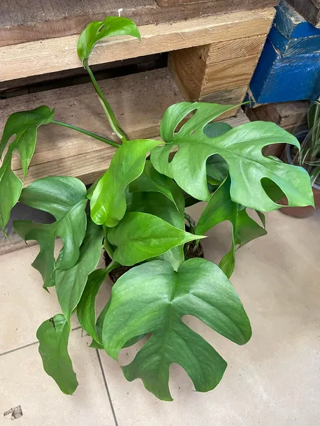 monstera-minima-rhaphidophora-tetrasperma-rodzaj-rosliny-rosliny-zielone