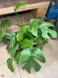 monstera-minima-rhaphidophora-tetrasperma-rodzaj-rosliny-rosliny-zielone